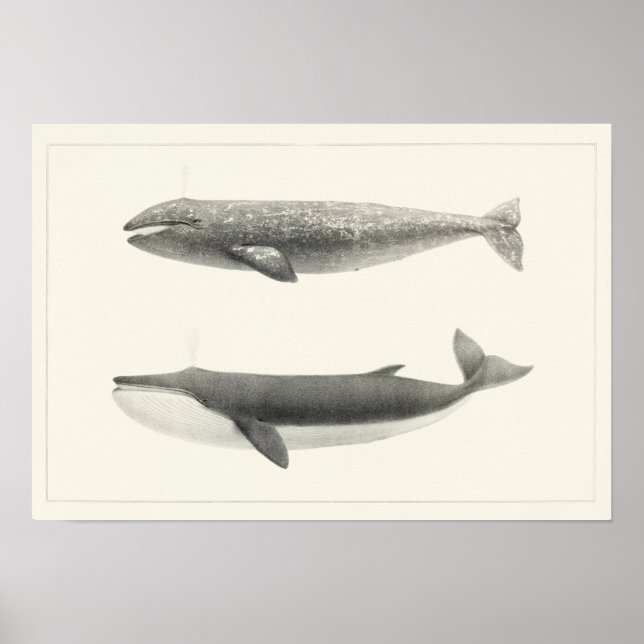 Vintage Whale Illustration Poster (Front)
