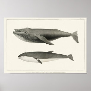 Vintage Whale Illustration Poster