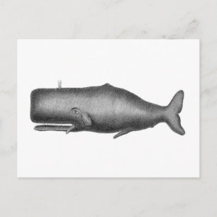 Vintage Whale Postcard