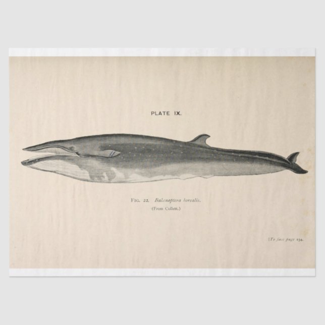 Vintage Whale Script Ephemera Decoupage Nautical Tissue Paper (Front)