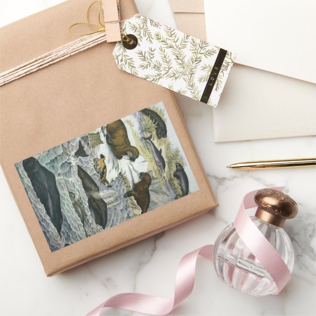 Vintage Whales, Seals and Walruses, Marine Animals (Gifting)