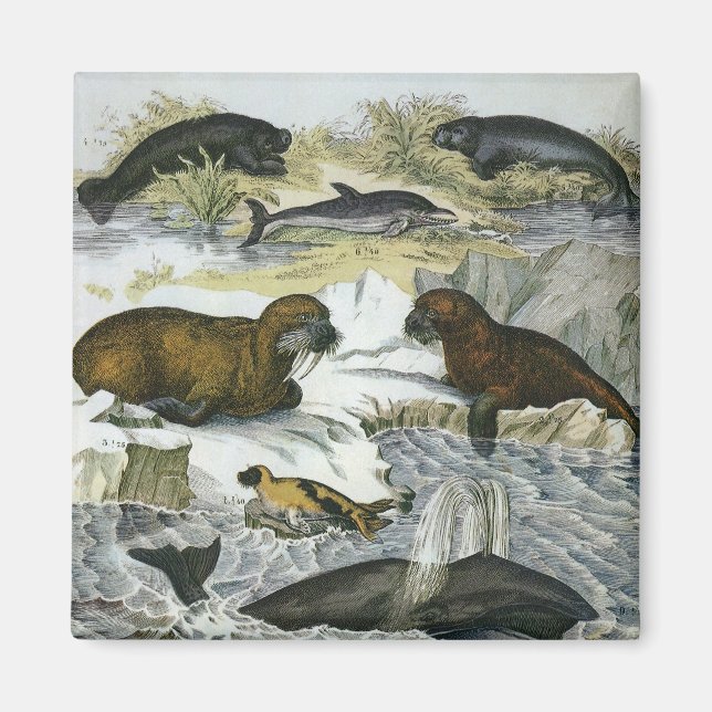 Vintage Whales, Seals and Walruses, Marine Animals Magnet (Front)