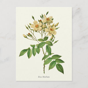 Vintage White and Yellow Rose Botanical Print Postcard