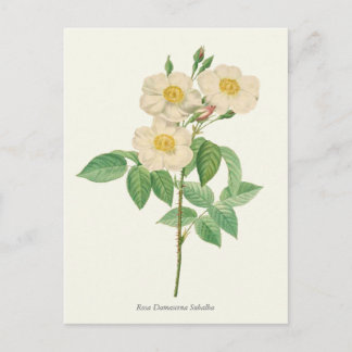 Vintage White and Yellow Rose Botanical Print Postcard
