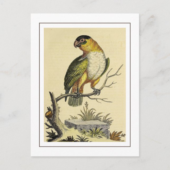  Vintage White Breasted Parakeet Parrot Bird Postcard (Front)