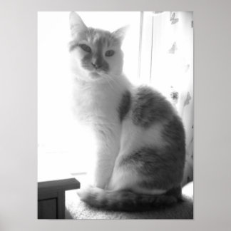 Vintage White Cat Poster