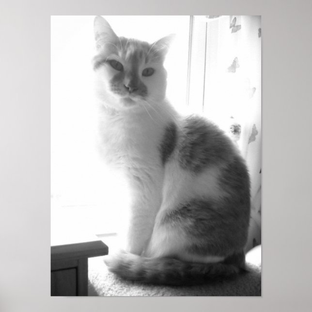 Vintage White Cat Poster (Front)