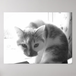 Vintage White Cat Poster