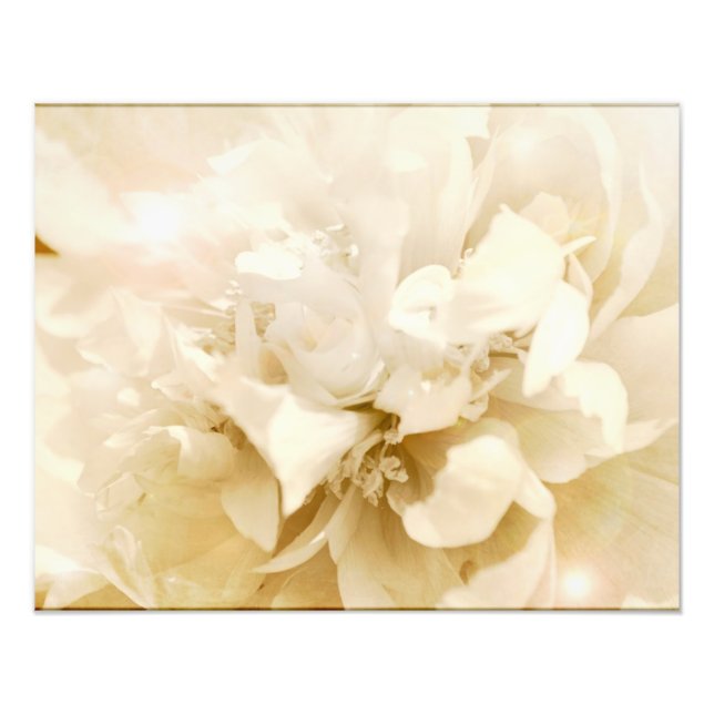 Vintage White Dahlia Flower Floral Photo (Front)