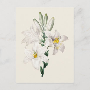 Vintage White Lily Botanical Illustration Postcard