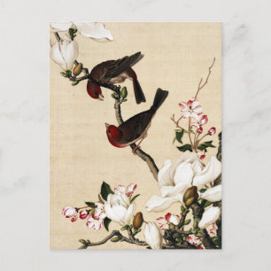 Vintage White Magnolia and Birds Art Print Postcard