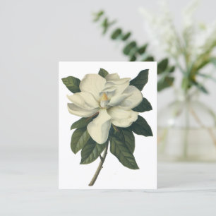 Vintage White Magnolia Blossom Flowers Invitation