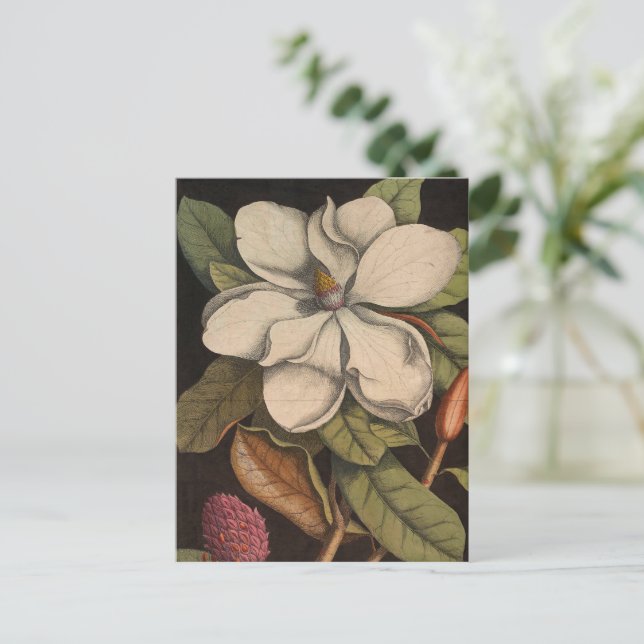 Vintage White Magnolia Botanical Illustration  Postcard (Standing Front)
