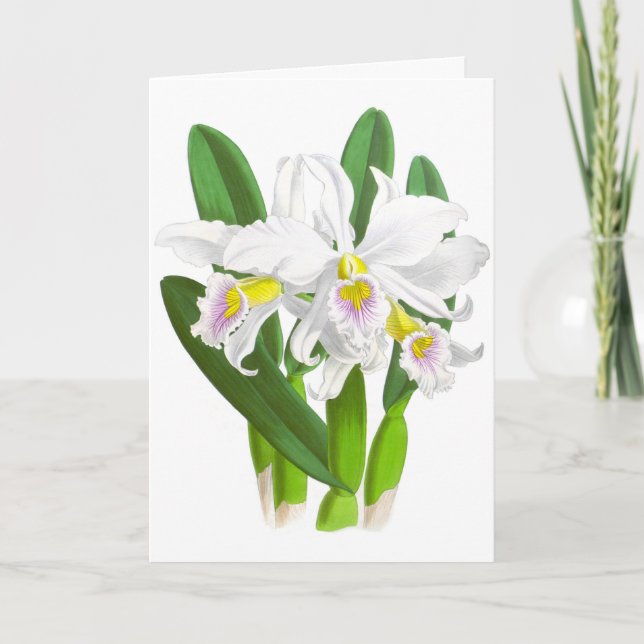 Vintage White Orchid Flower Blank Note Card (Front)