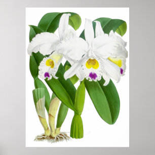 Vintage White Orchid Flower - Poster