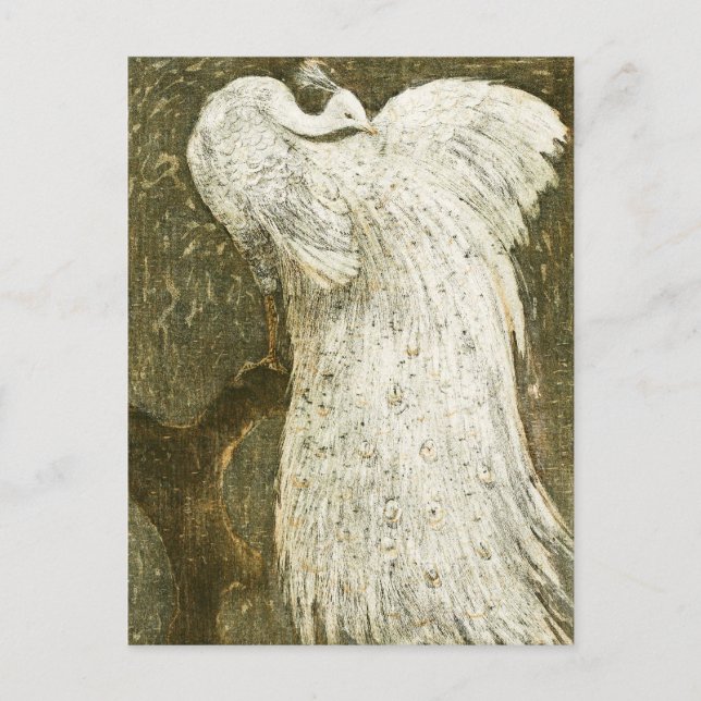 Vintage white peacock illustration postcard (Front)
