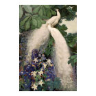 Vintage White Peacock Poster