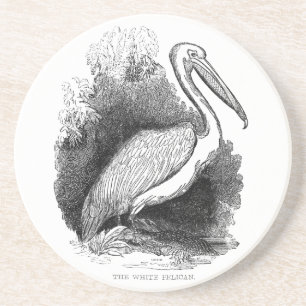 Vintage White Pelican Art Print Pen and Ink Coaster