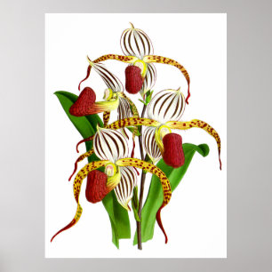 Vintage White Red Orchid Flower - Poster