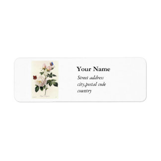 Vintage white rose flowers, butteflies