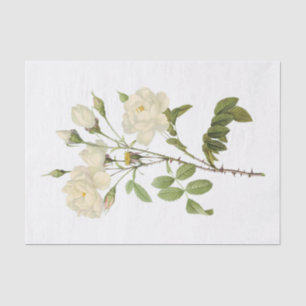 Vintage White Roses #2 Flowers Floral Tissue Paper