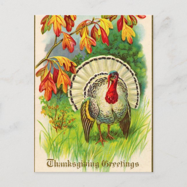 Vintage White Turkey in Grass Postcard (Front)