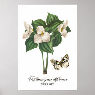 Vintage White Wood Lily Floral Print