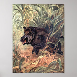 Vintage Wild Animal Indian Boar by Winifred Austen Poster