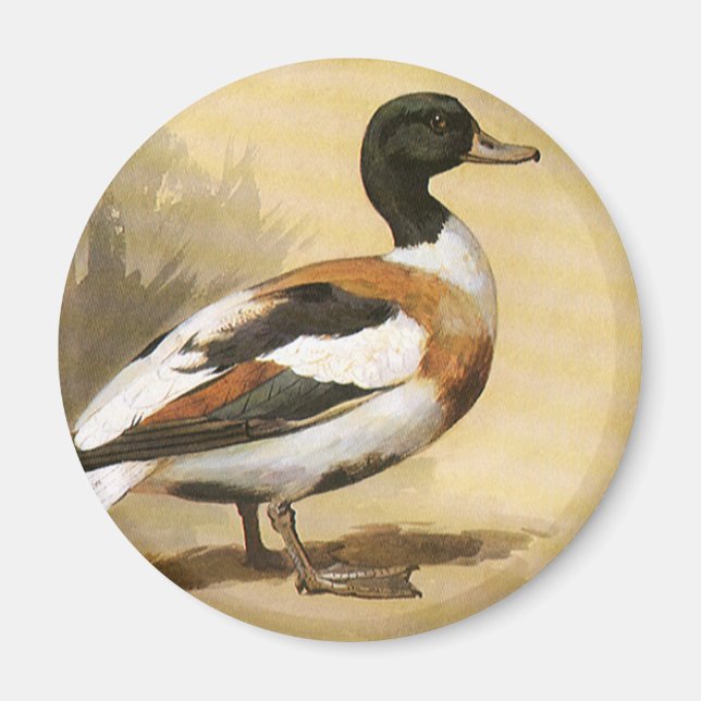 Vintage Wild Animals Birds, Mallard Duck Magnet (Front)