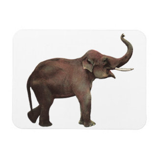 Vintage Wild Animals, Good Luck Asian Elephants Magnet