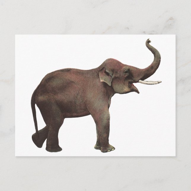 Vintage Wild Animals, Good Luck Asian Elephants Postcard (Front)