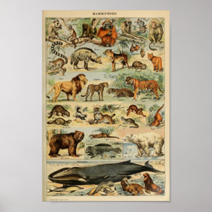 Vintage Wild Animals Illustration Poster