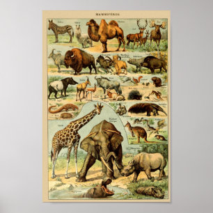 Vintage Wild Animals Illustration Poster