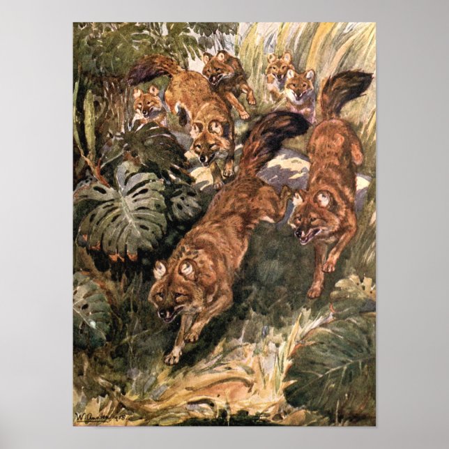 Vintage Wild Dogs, Dholes by Winifred Austen Poster (Front)