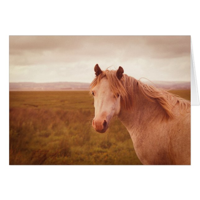 Vintage wild horse (Front Horizontal)