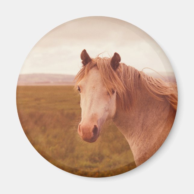 Vintage wild horse magnet (Front)