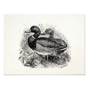 Vintage Wild Mallard Ducks Personalised Template Photo Print