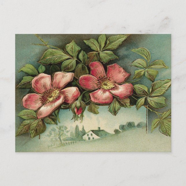 Vintage Wild Roses Postcard (Front)