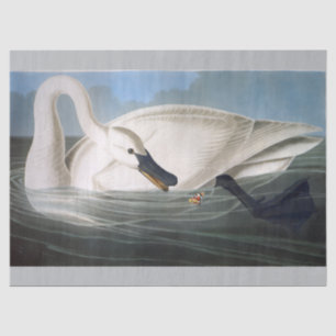 Vintage Wild White Trumpeter Swan Decoupage Tissue Paper