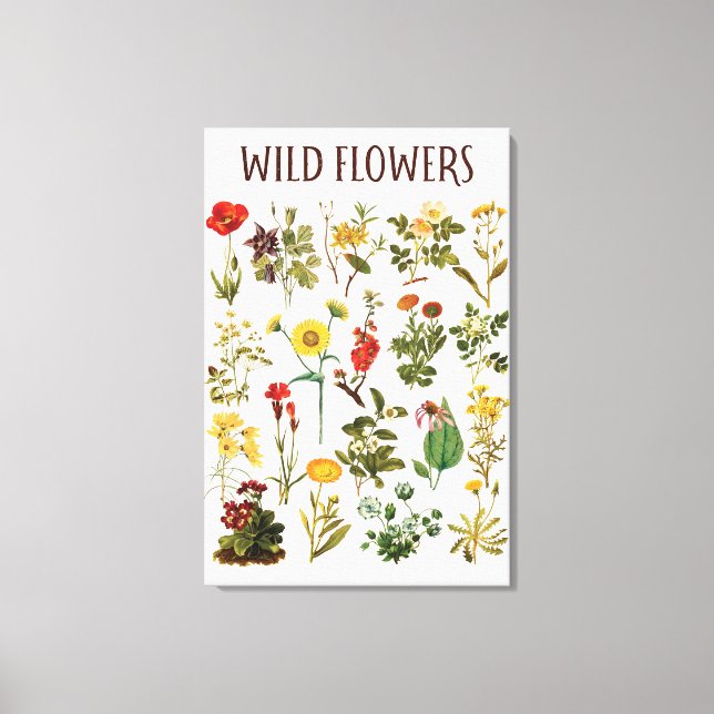 Vintage Wildflower Chart Canvas Print (Front)