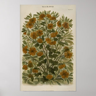 Vintage Wildflower on Aged Paper – Rustic Poster