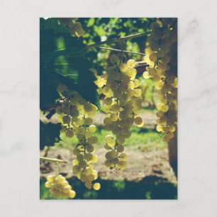 Vintage Winery Grapes Postcard