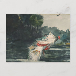 Vintage Winslow Homer Life-Size Black Bass Postcard