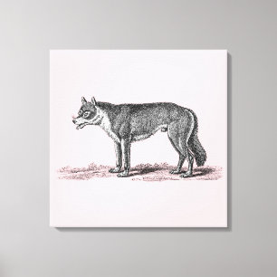 Vintage Wolf Illustration - 1800's Wolves Template Canvas Print