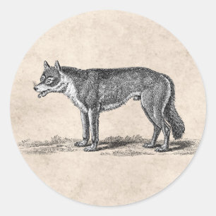Vintage Wolf Illustration - 1800's Wolves Template Classic Round Sticker