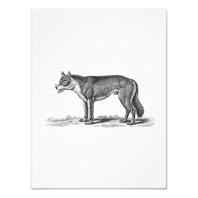 Vintage Wolf Illustration - 1800's Wolves Template Photo Print (Front)