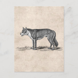 Vintage Wolf Illustration - 1800's Wolves Template Postcard
