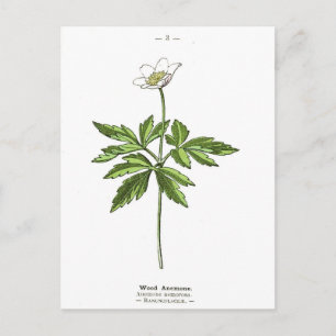 Vintage Wood Anemone Botanical Print Postcard