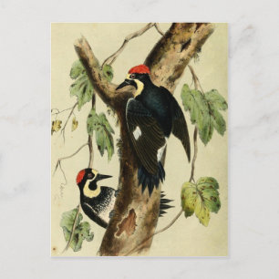 Vintage Woodpecker Bird Postcard