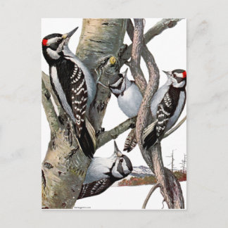 Vintage Woodpeckers Postcard